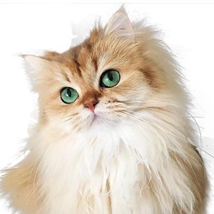 Котки