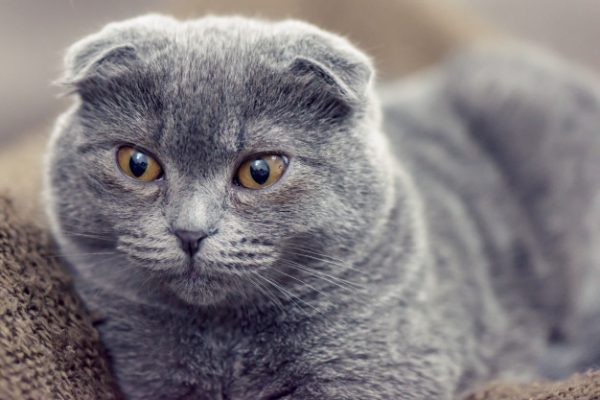Скотиш Фолд, котка с клепнали уши